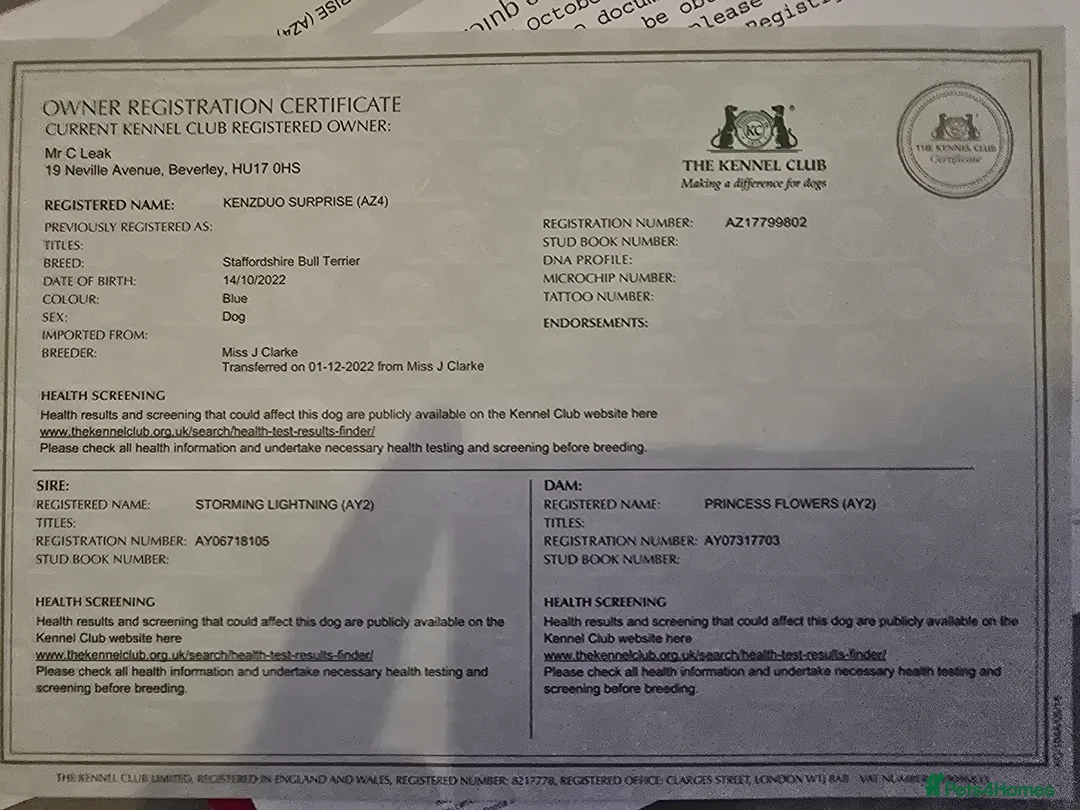 Staffordshire Bull Terrier dogs for stud: Blue staffy male, KC registered - Advert 6