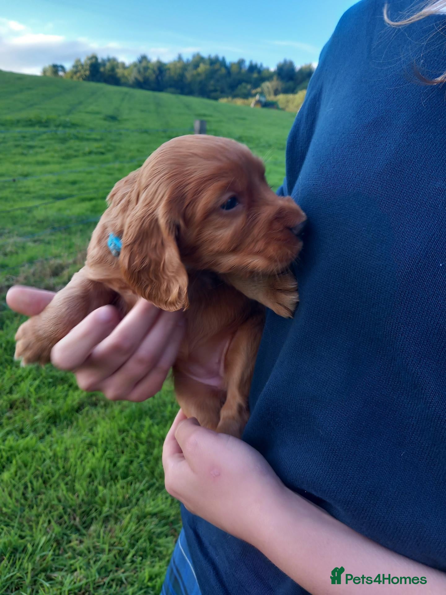 Cocker Spaniel dogs Working Cocker Spaniel Puppies - Advert 7