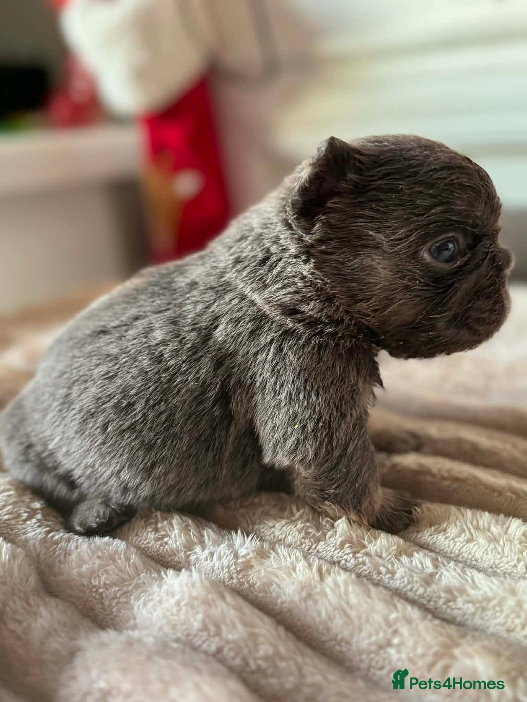 French Bulldog dogs for sale: 5 AMAZING QUALITY FRENCH BULLDOG PUPS  - Advert 6