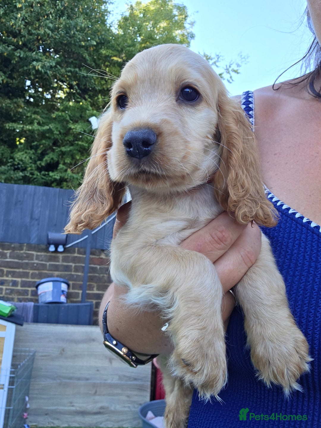 Cocker Spaniel dogs for sale: SHOW COCKERS READY NOW LAST LEMON BOY AND GIRL - Image 24