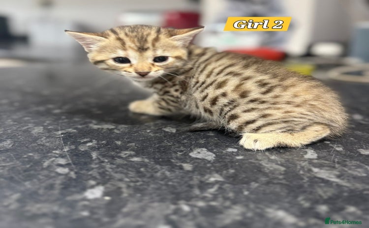 Bengal cats - Advert 3