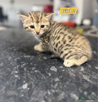 Bengal cats - Advert 5
