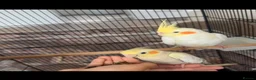 Cockatiels birds for sale: Cocktails  in Manchester - Advert 2