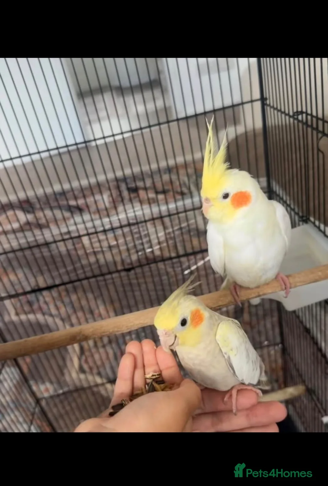 Cockatiels birds for sale: Cocktails  in Manchester - Advert 2