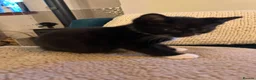 Mixed Breed cats for sale: 2 Tuxedo Tabby Boys in Shifnal - Advert 16