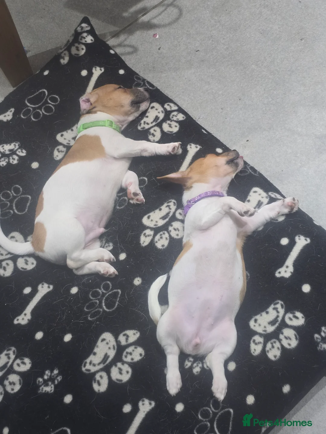 Jack Russell dogs for sale: 6 Adorable Jack Russell Puppies in Bicester - Advert 2