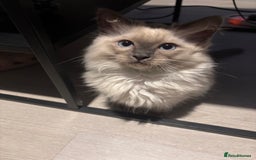 Ragdoll cats for sale: Purebred Ragdoll Kittens  in Melksham - Image 4