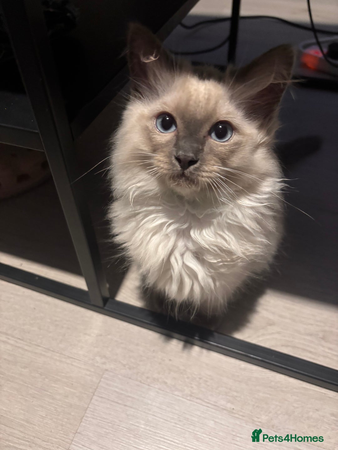 Ragdoll cats for sale: Purebred Ragdoll Kittens  in Melksham - Image 4