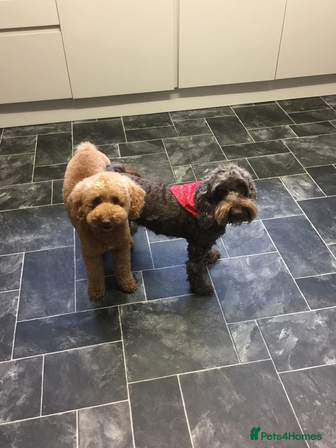 Miniature Poodle dogs for stud: ❤️ DNA Health Tested Beautiful red poodle for stud - Advert 5