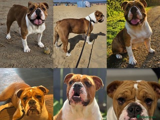Mixed Breed dogs English Bulldog Staffordshire Bull hybrid - Advert 1
