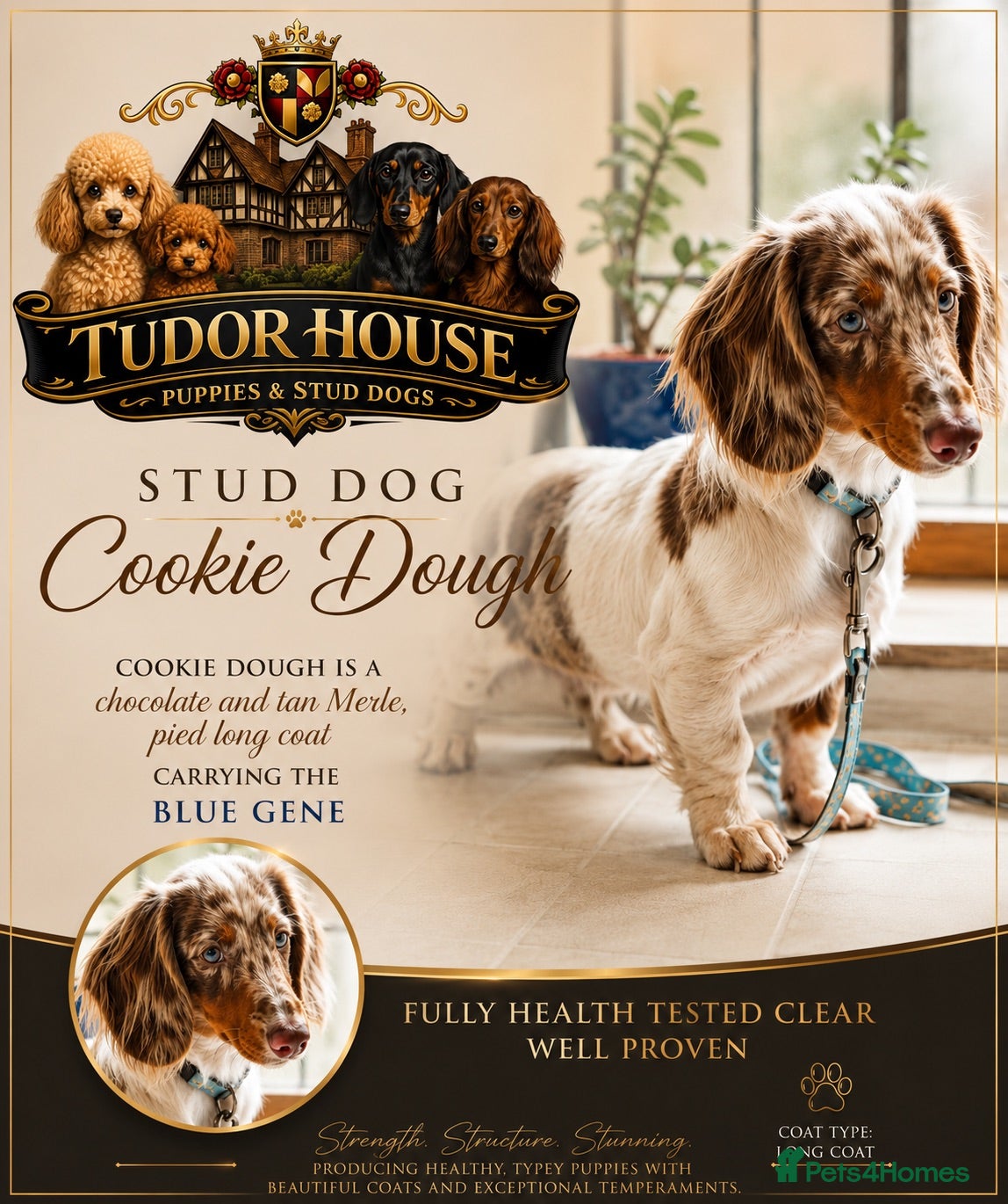 Miniature Dachshund dogs (Stud) Chocolate & Tan dapple Pied (Long Hair) - Advert 1
