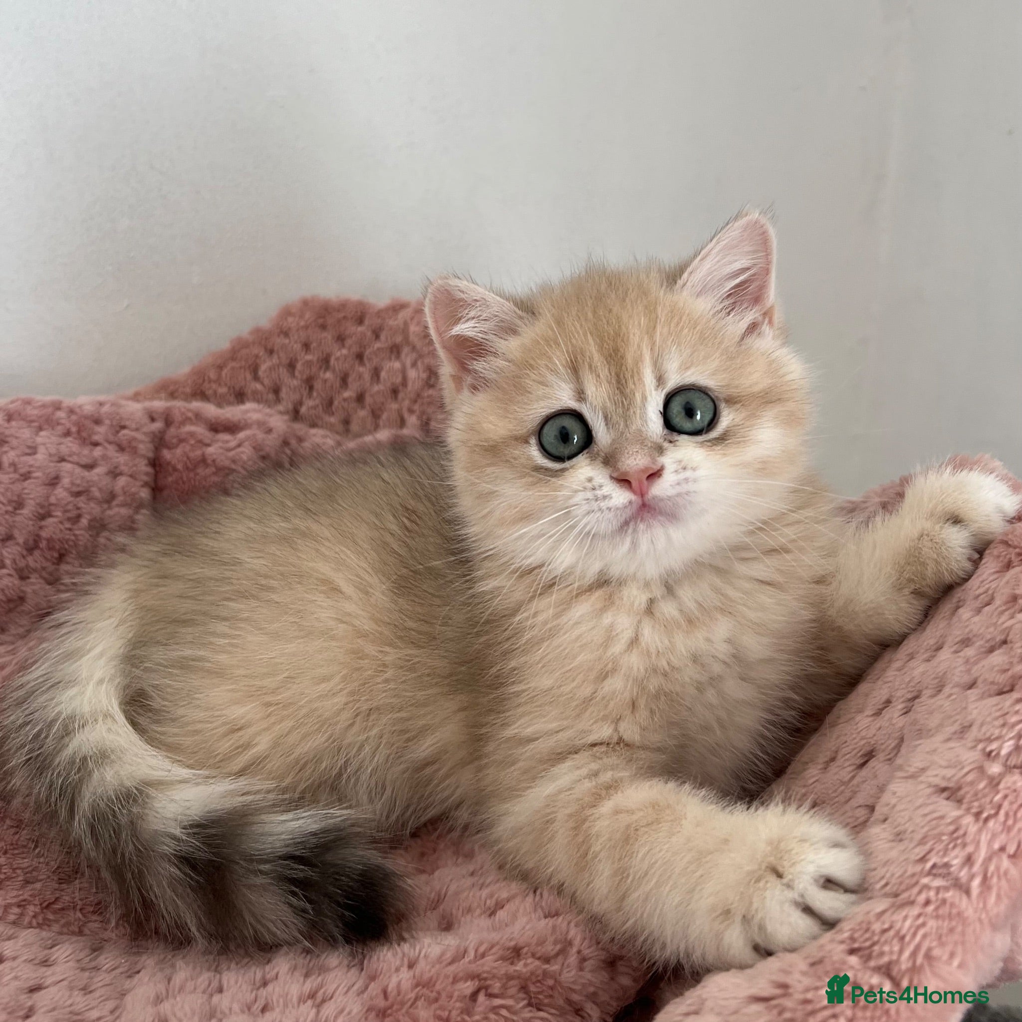 British Shorthair cats Stunning Golden Kittens  - Advert 1