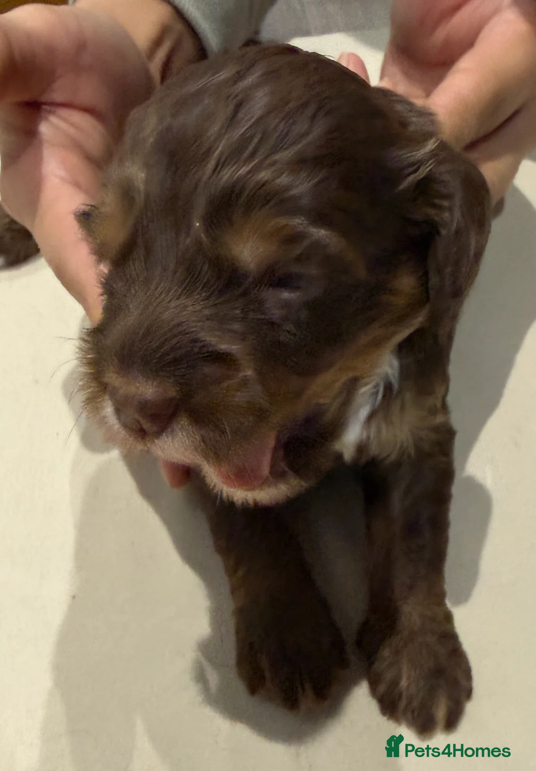 Mixed Breed dogs for sale: Sprockerpoo puppies - Advert 17