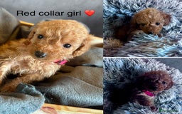 Cockapoo dogs for sale: ✨ READY SOON-Adorable F1B Cockapoo Puppies✨ - Image 7