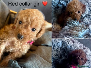 Cockapoo dogs - Advert 18