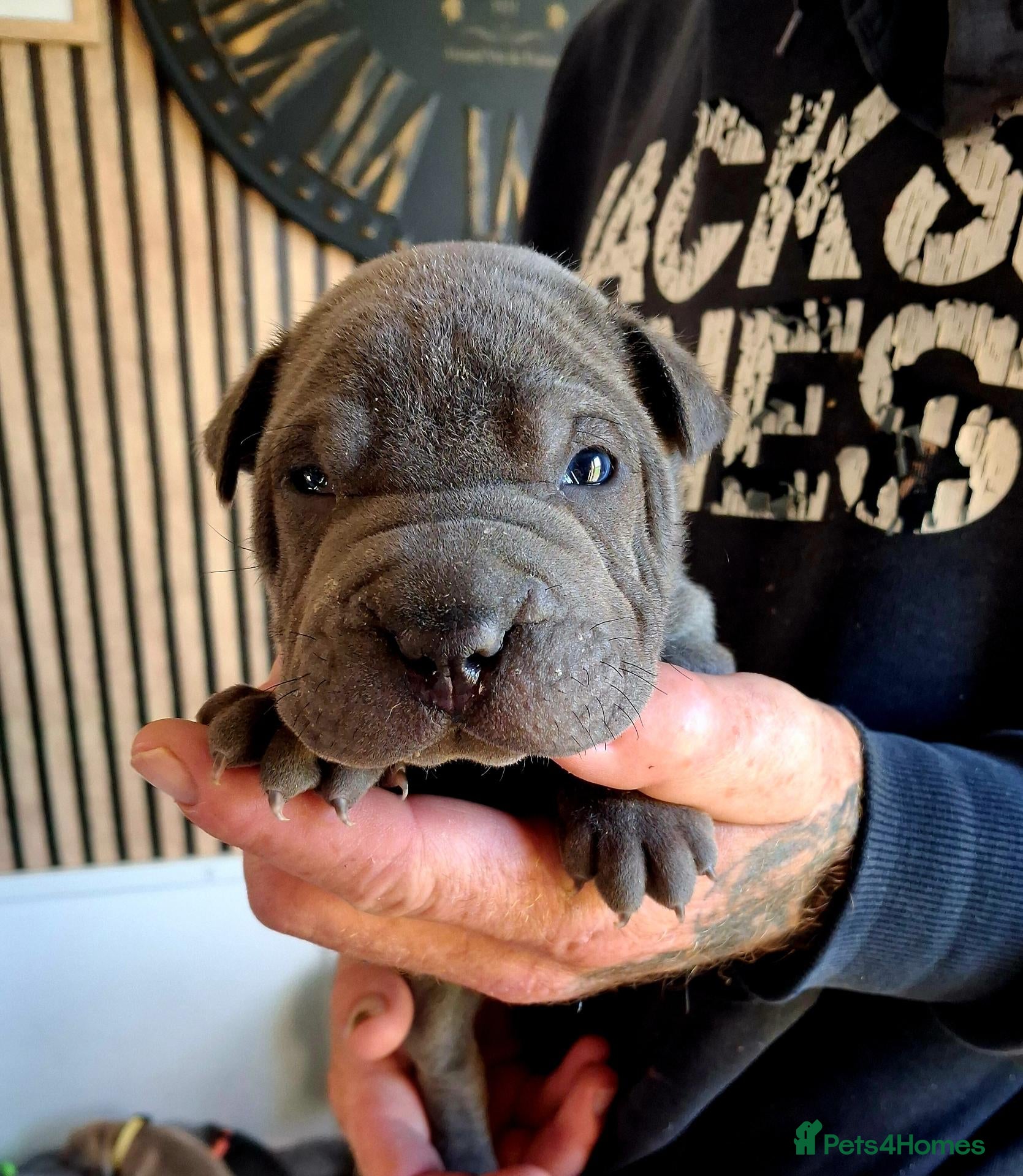 Staffordshire Bull Terrier dogs Staffy x sharpei  - Advert 4