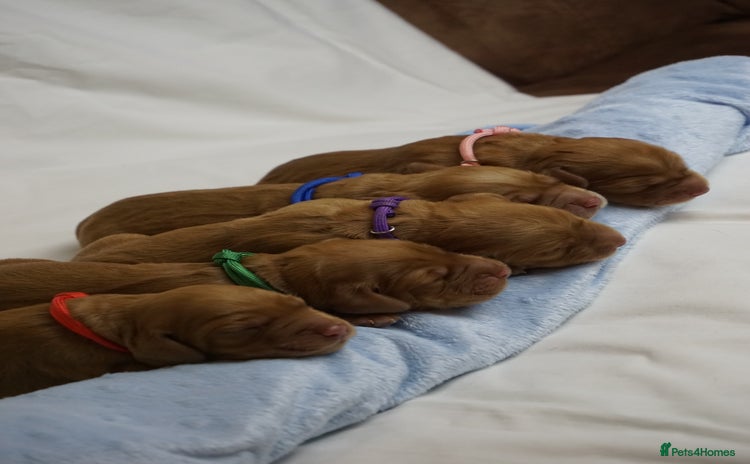 Mixed Breed dogs - Advert 6