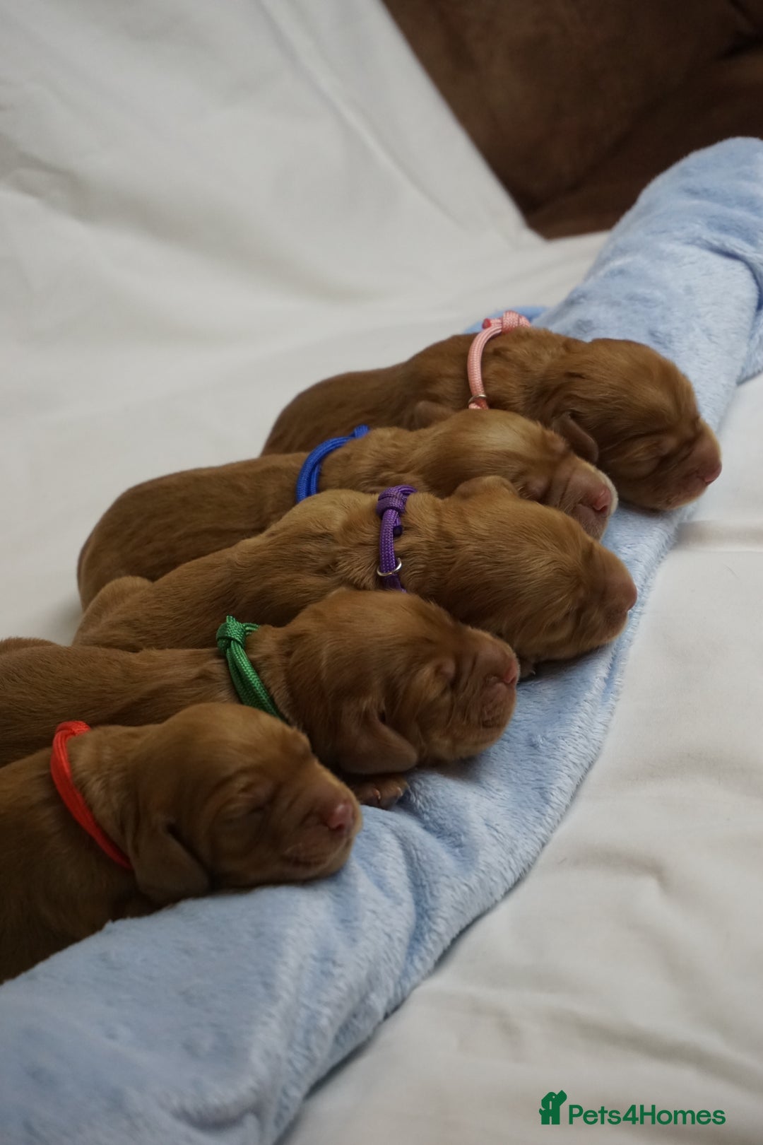Mixed Breed dogs for sale: Golden Cocker Spaniel  - Image 1