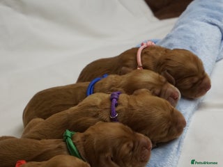 Mixed Breed dogs - Advert 7