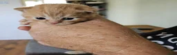 British Shorthair cats for stud: STUD DUTIES - Advert 10