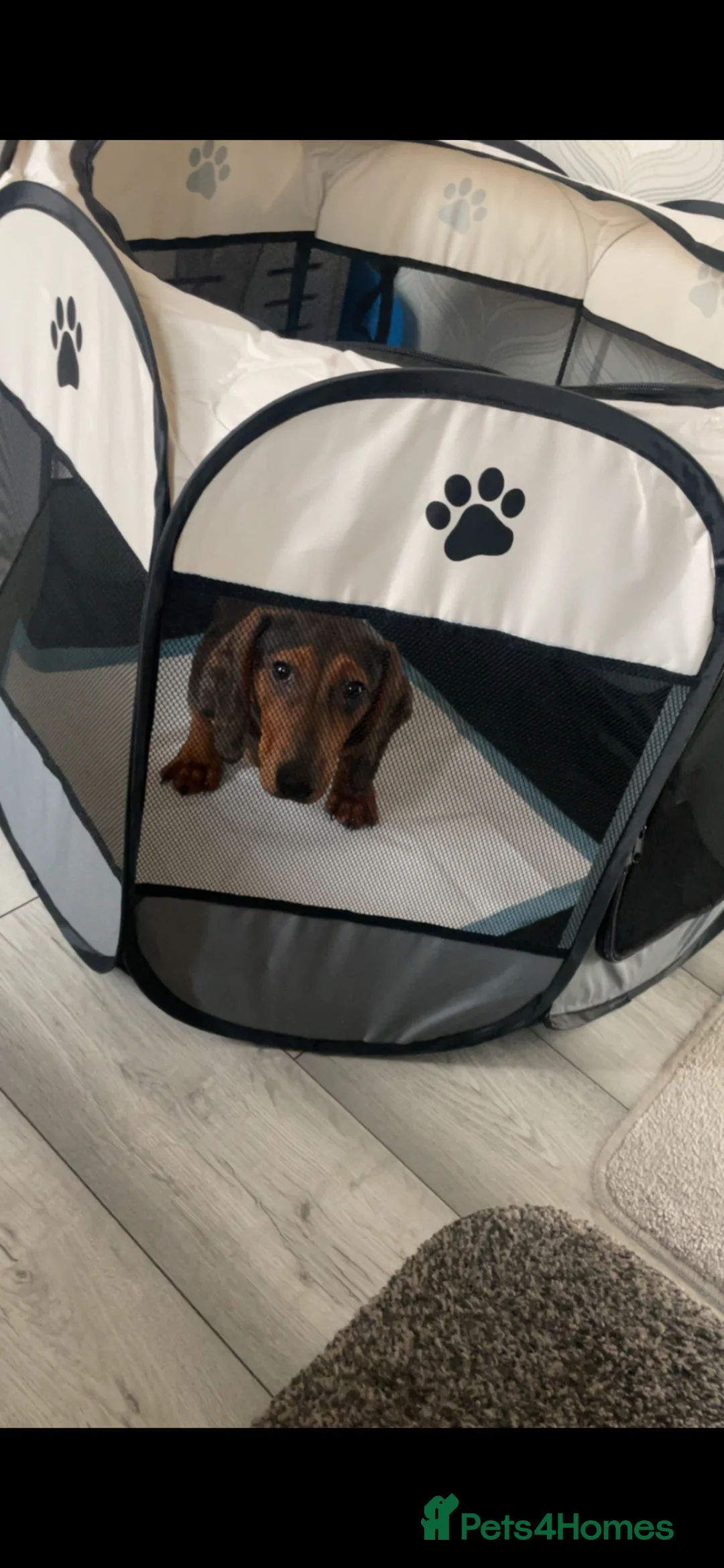 Dachshund dogs for sale: Puppy for sale  - Advert 10