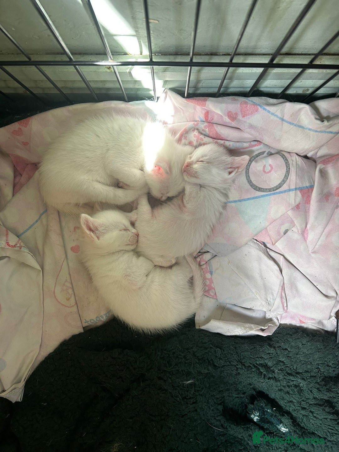 Domestic Shorthair cats for sale: Fluffy All white kittens  - Image 5