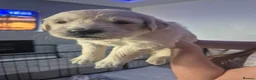 Golden Retriever dogs for sale: 1 female  5* Home-Raised Golden Retriever Puppies - Advert 7