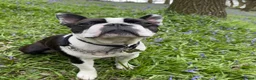 Boston Terrier dogs for stud: Handsome KC Registered Boston Terrier  - Advert 6