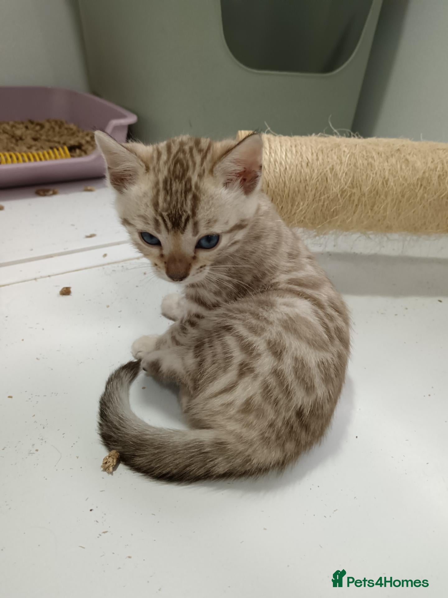 Bengal cats F6 Tica Reg Bengals - Advert 1