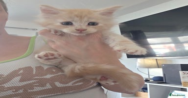 Maine Coon cats - Advert 16