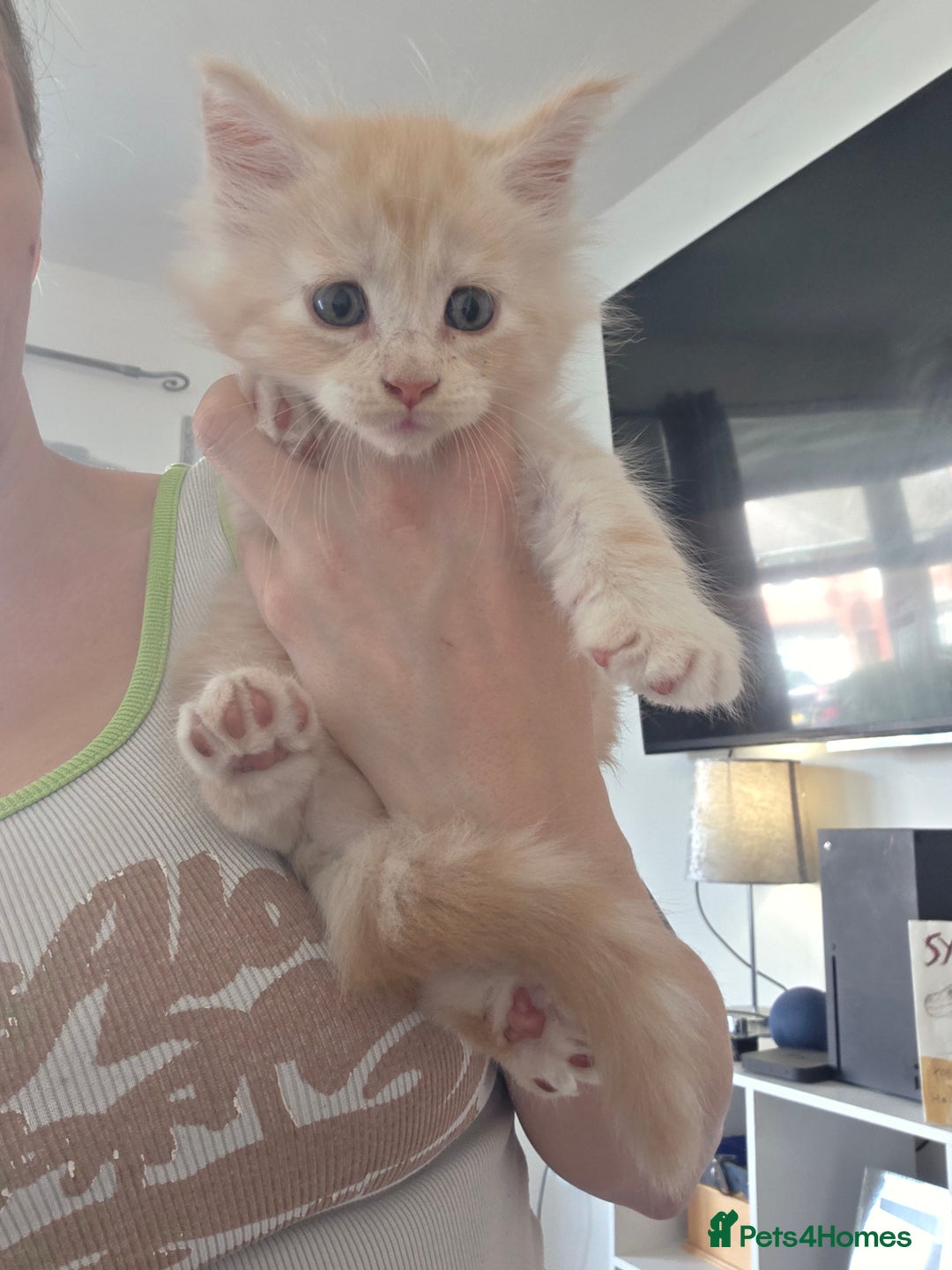 Maine Coon cats for sale: 5 chunky babys - Image 2