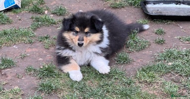 Rough Collie dogs - Advert 9