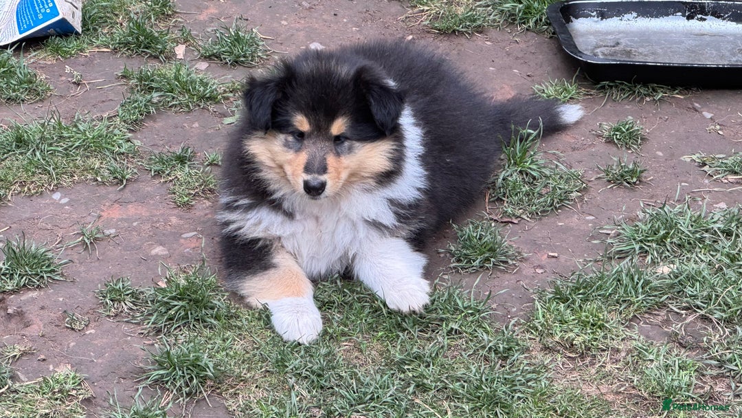 Rough Collie dogs for sale: Full KC pedigree Rough Collies - Image 3