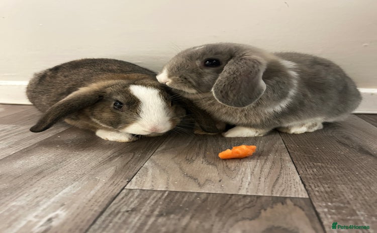 Mixed Breed rabbits Rufus and Teddy  - Advert 1