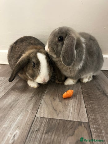 Mixed Breed rabbits Rufus and Teddy - Advert 1