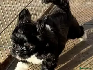 Lhasa Apso dogs Four Beautiful RKC reg. Pups GPRA Clear - Advert 2