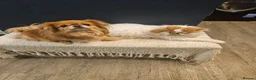 Persian cats for sale: 4 year persian - Advert 2