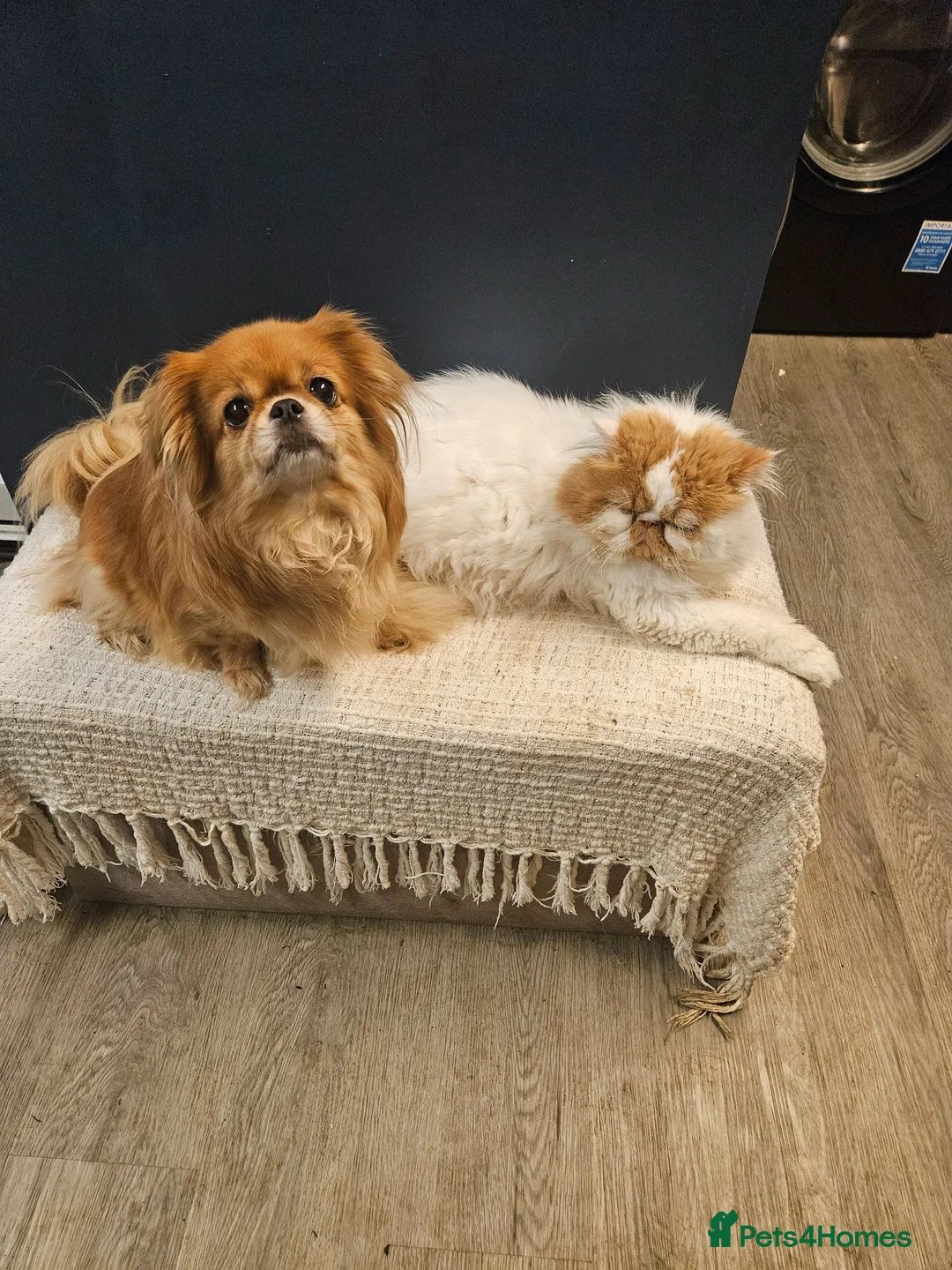 Persian cats for sale: 4 year persian - Advert 2