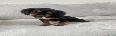 Cocker Spaniel 1