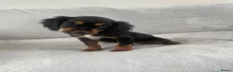 Cocker Spaniel dogs for sale: 4 outstanding cocker spaniels  - Advert 19