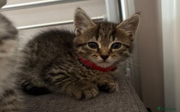 Mixed Breed cats for sale: Silver & brown British shorthair / bengal kittens  - Image 6