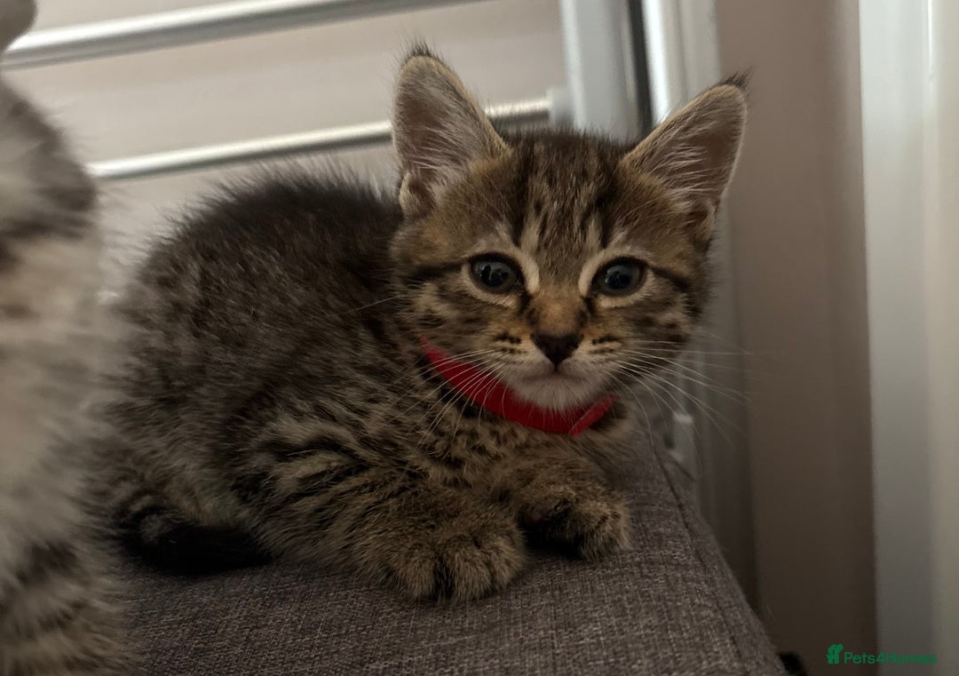 Mixed Breed cats for sale: Silver & brown British shorthair / bengal kittens  - Image 6