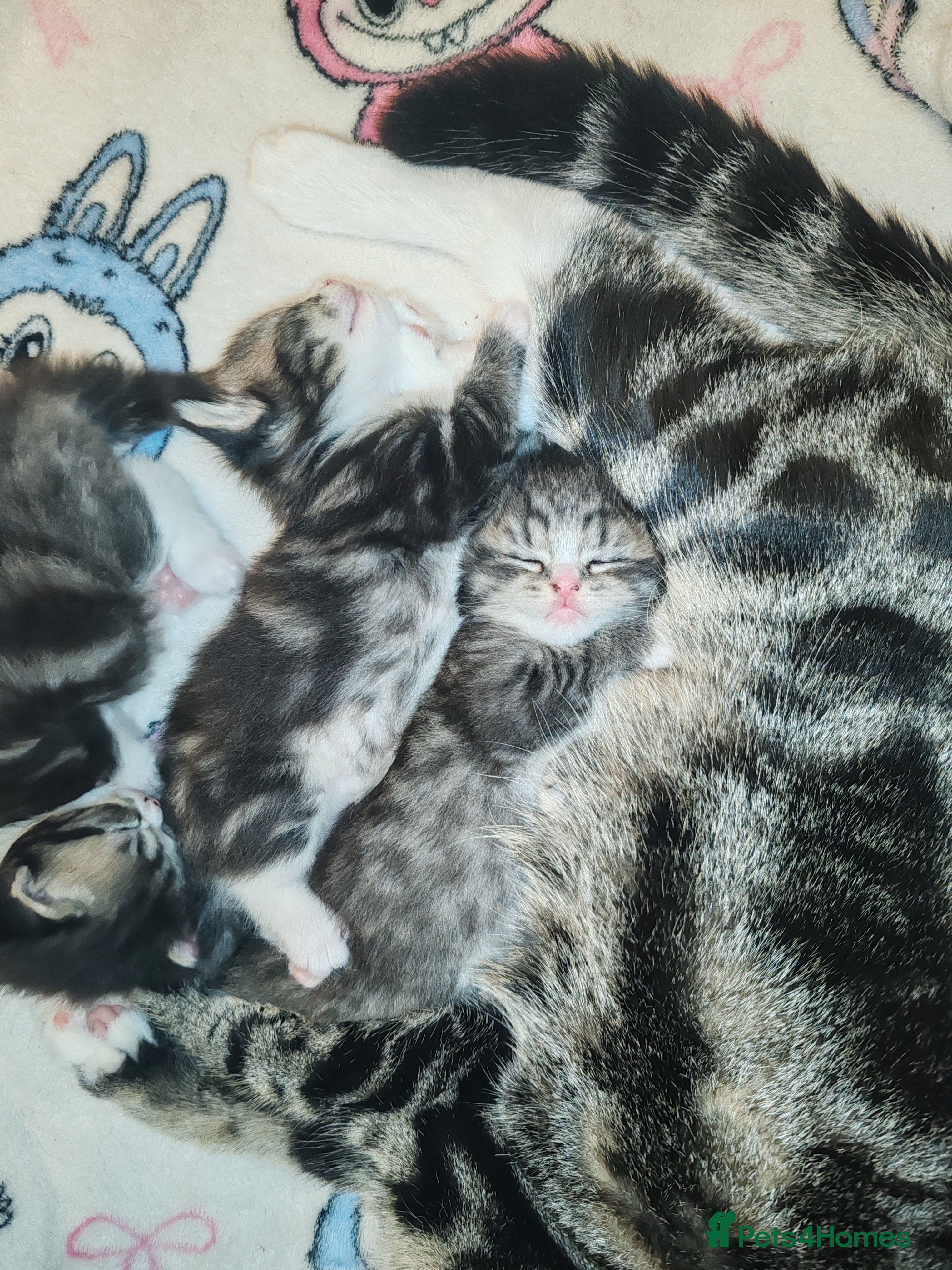 Ragdoll cats Ragdoll/tabby cross kittens - Advert 4