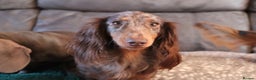 Miniature Dachshund dogs for sale: *LAST BOY * Long haired mini dachshunds😍 - Advert 14