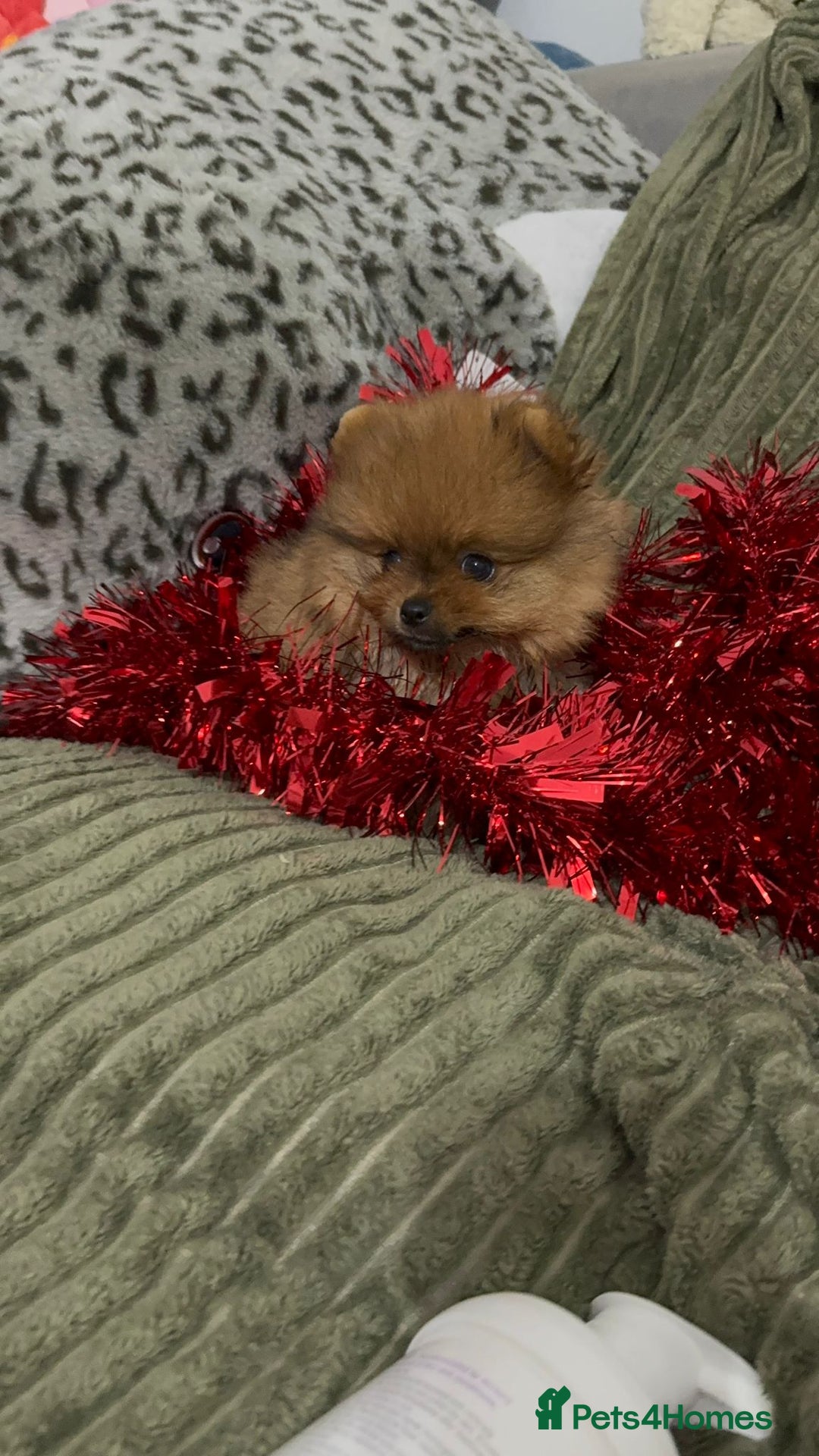 Pomeranian dogs for sale: Luxury puppy for sale - Advert 5