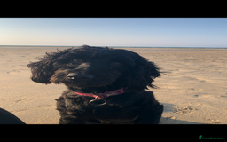 Cavapoo dogs for sale: Beautiful black Cavapoo puppy - Image 5