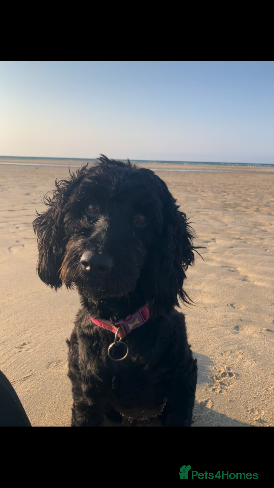 Cavapoo dogs for sale: Beautiful black Cavapoo puppy - Image 5