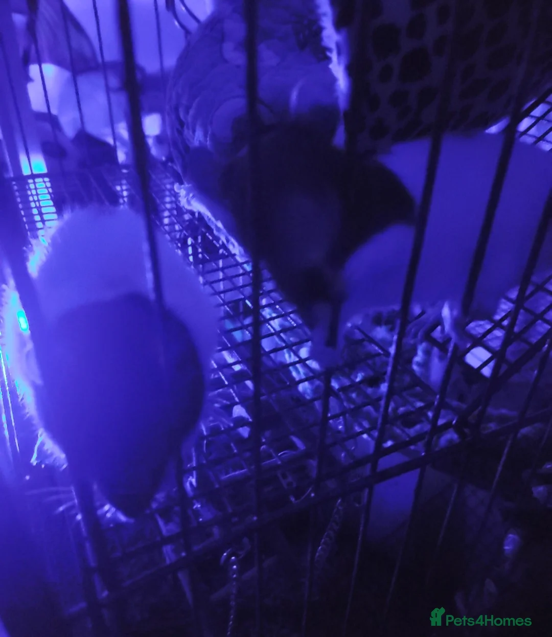 Rat rodents for sale: 2 beautiful female rats  - Advert 10