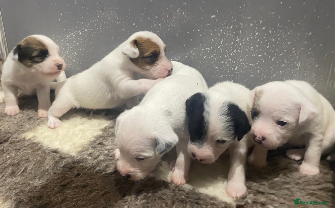 Parson Russell dogs for sale: KC Reg Champion lineage Puppys - Image 21