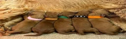 Cockapoo dogs for sale: F1b Red cockapoos 🤎 - Advert 7